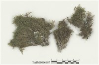 藏品(列胞耳葉蘚)的圖片